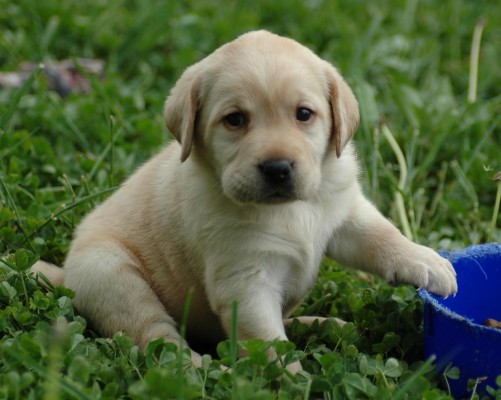 Beautiful Chocolate Lab Puppy Wallpapers 100% Quality - 1024x768 ...