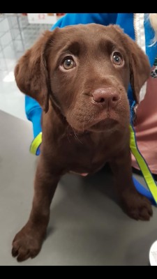 Chocolate Lab Puppies Background - 1920x1200 Wallpaper - teahub.io