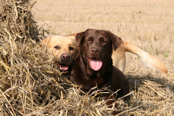 Hd Quiet Chocolate Lab Wallpaper - Chocolate Lab Desktop Background