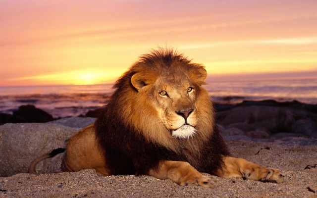 Download Lion Wallpapers and Backgrounds , Page 4 