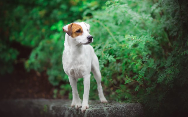 Jack Russell Photography Model - 2574x1713 Wallpaper - teahub.io