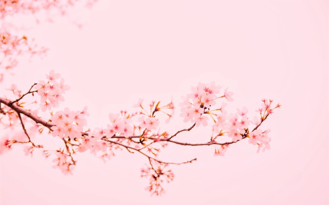 Pastel Aesthetic Cherry Blossom Wallpaper Hd Desktop - 2560x1600 Wallpaper  