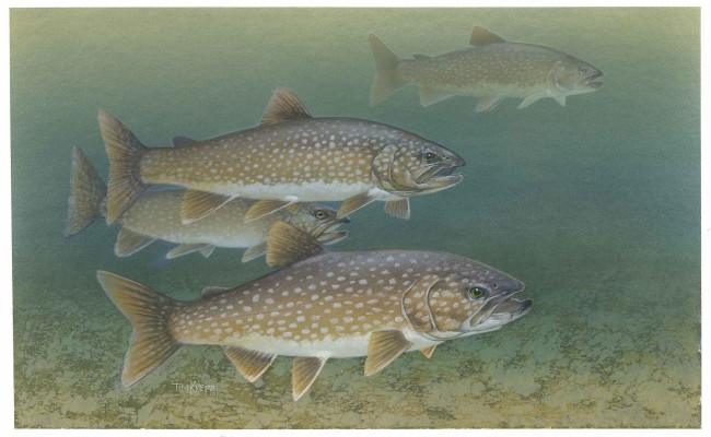 Lake Trout Wallpaper - Lake Trout Fish - 3000x1846 Wallpaper - teahub.io