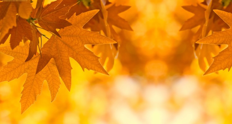 Free Autumn Backgrounds Wallpaper - Powerpoint Background Fall Leaves