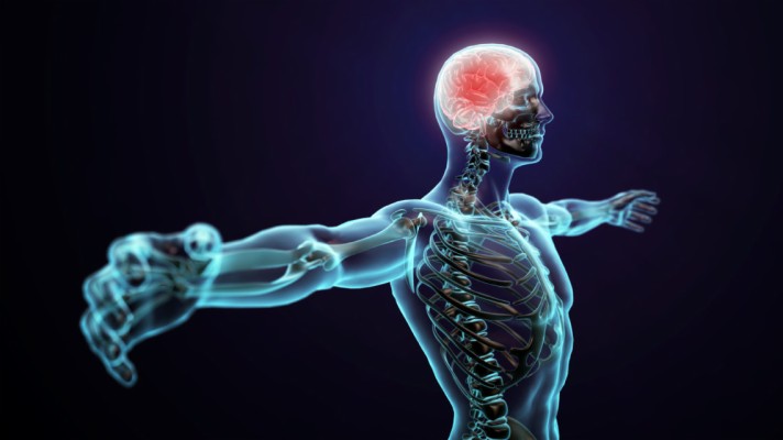 Central Nervous System - 1140x640 Wallpaper - teahub.io