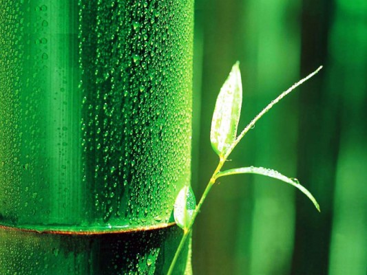 Gorgeous Bamboo Wallpaper - Chinese Bamboo Tree - 1167x875 Wallpaper ...