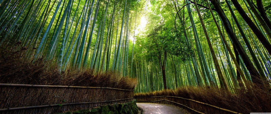 Bamboo Forest 4k - 5120x3173 Wallpaper - teahub.io