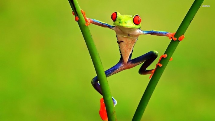 Poison Dart Frog, Orange, Leaf, Top View - Orange And Blue Frog ...