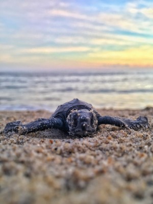 Ocean Baby Sea Turtles - 3024x4032 Wallpaper - teahub.io