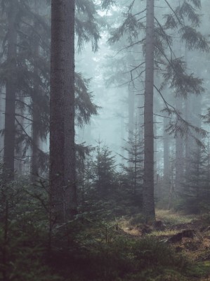 Forest Hd Images Portrait - 3744x5616 Wallpaper - teahub.io