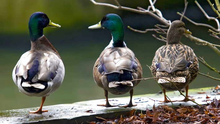 Mallard Ducks - 1500x844 Wallpaper - teahub.io