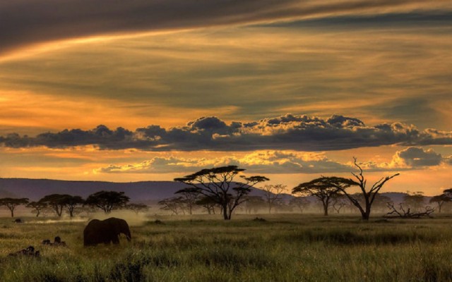 Wallpaper Elephant Safari Africa Trunk Ecosystem Of Elephants 2560x1024 Wallpaper Teahub Io