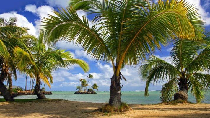 Coconut Tree On Beach Wallpaper - High Resolution Goa Hd - 1920x1080