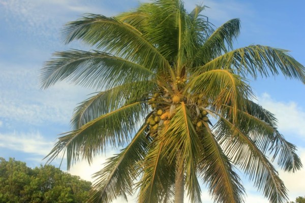 Green Coconut Tree Preview - Coconut Tree Images Free Download - 970x646  Wallpaper 