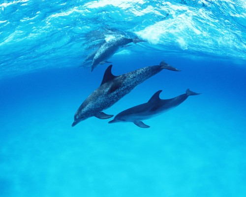 Dolphins - Cute Dolphins In Water - 1280x1024 Wallpaper - teahub.io