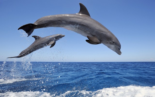 Dolphin Jumping In A Beach - 1920x1200 Wallpaper - teahub.io