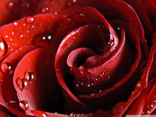 Amazing Red Roses - 2048x1536 Wallpaper - teahub.io