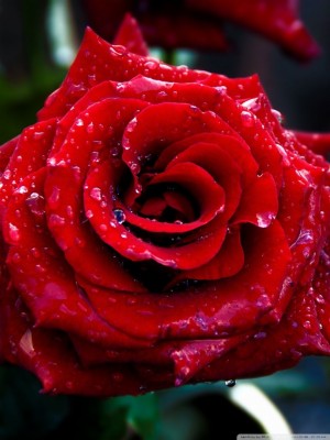 Cute Rose Hd Wallpapers For Mobile
