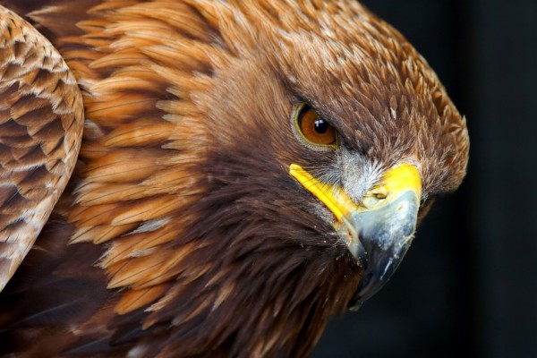 Data Src Most Popular Golden Eagle Wallpaper - Golden Eagle Full Hd ...