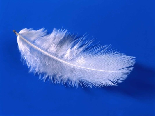 Feather Desktop Wallpaper - Soft As A Feather - 1600x1200 Wallpaper