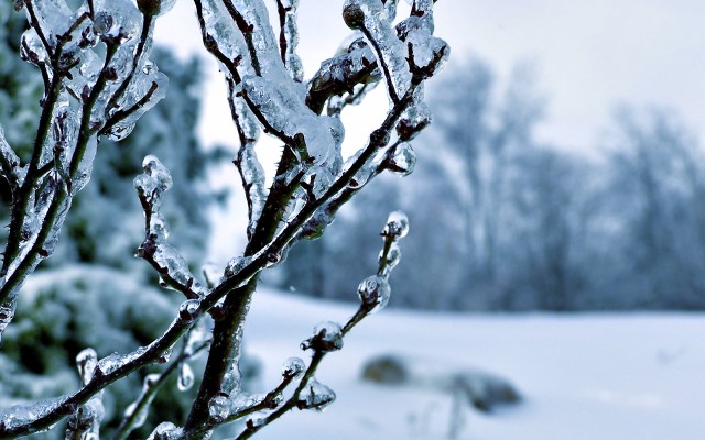 Ice On Trees - 1920x1200 Wallpaper - teahub.io