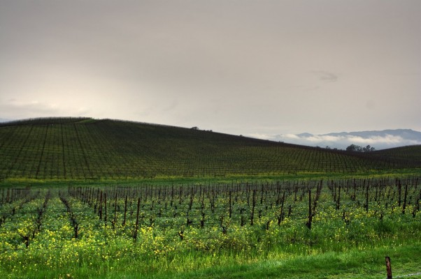 Windows Xp Welcome Screen - 1440x2560 Wallpaper - teahub.io