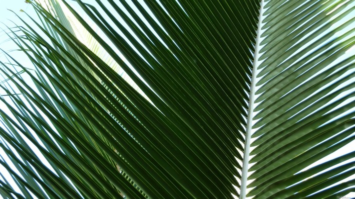 Overlapping Palm Fronds - Palm Trees - 2134x1200 Wallpaper - teahub.io