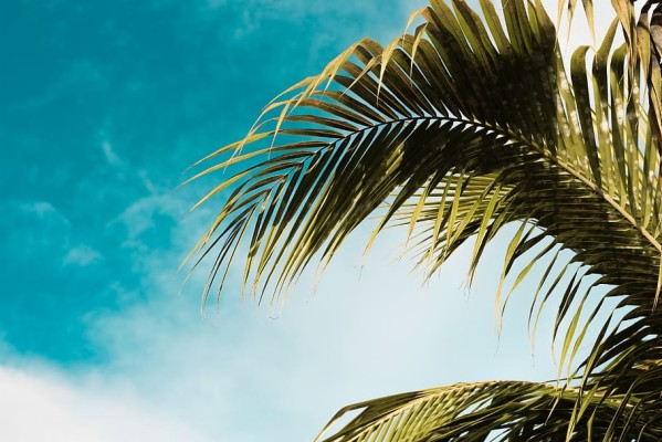 Green Palm Tree Under Blue Sky, Palm Leaf, Tropical - Attalea Speciosa 