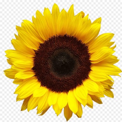 Free Free 210 Clipart Sunflower Jpg SVG PNG EPS DXF File