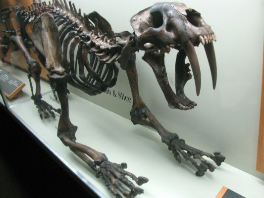 Sabertooth Tiger Fossil - Sabre Tooth Tiger Skeleton - 1024x768 ...