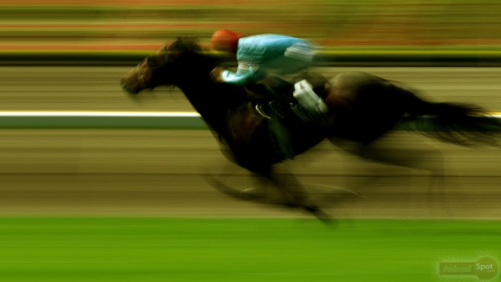 Hd Wallpapers Horse Racing