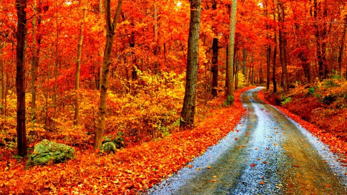 Best Fall Background Id - Temperate Deciduous Forest - 1366x768 ...