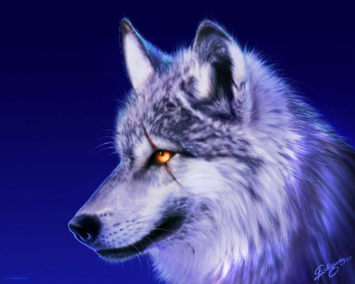 2 Wallpaper, Fairies And Animals - Wild Wolf - 1280x1024 Wallpaper ...