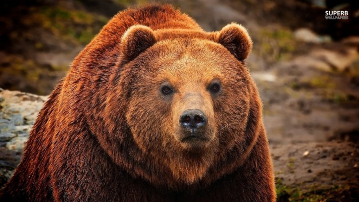 Sexy Grizzly Bear - 1024x1024 Wallpaper - teahub.io