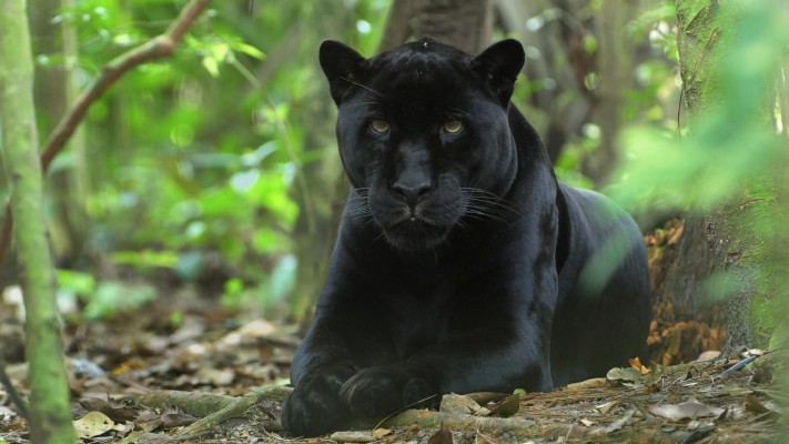 Black Panther Jungle Cat, Black Jaguar Animal Wallpaper - Black Panther ...