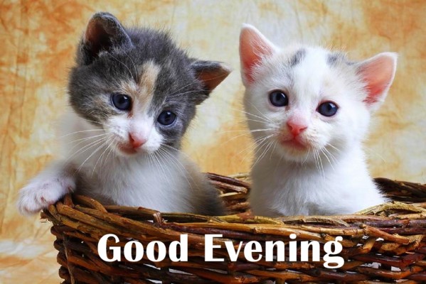 Good Evening Beautiful Cat Pairs Wallpapers - Good Evening With Cat ...