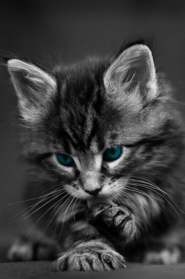 Wallpaper Cat Black White Blue Eyes Baby Beautiful Cute Cute Cat Black And White 800x10 Wallpaper Teahub Io