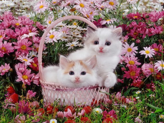 Kittens And Flowers Wallpaper - Cute Cat With Flower - 1024x768 Wallpaper -  