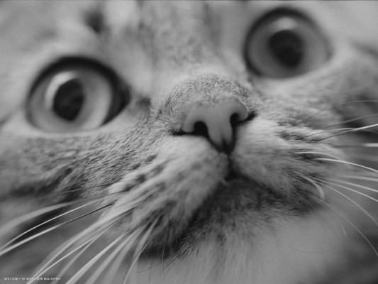 Close Up Of Cats Face Hd Wallpaper - 1920x1440 Wallpaper - teahub.io