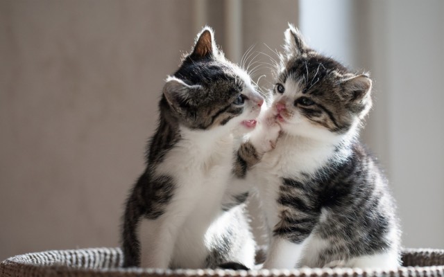 Cute Cat Couple Images Download - 1680x1050 Wallpaper 