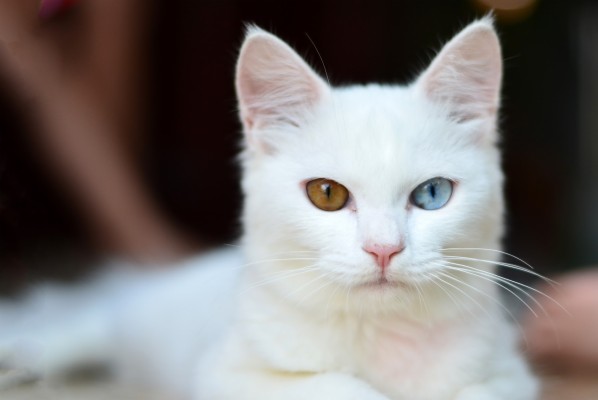 White Cat With Blue Eyes Wallpapers : White Cat With Blue Eyes Photo Free Cat Image On Unsplash
