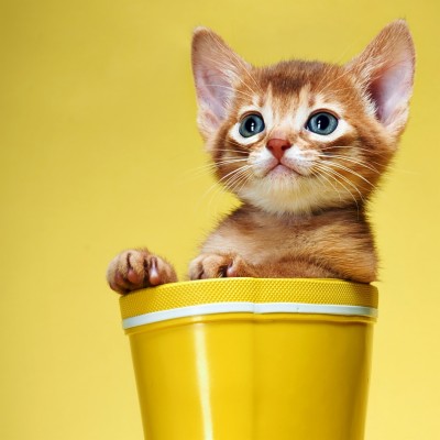 Little Cat Images Hd - 2048x2048 Wallpaper - teahub.io