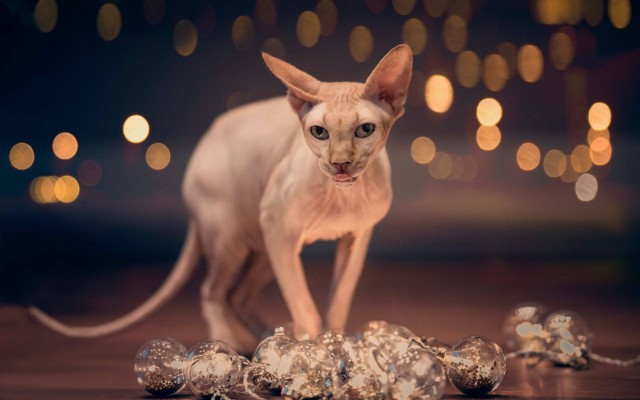 Hairless Cats For Sale - 1686x1816 Wallpaper - teahub.io