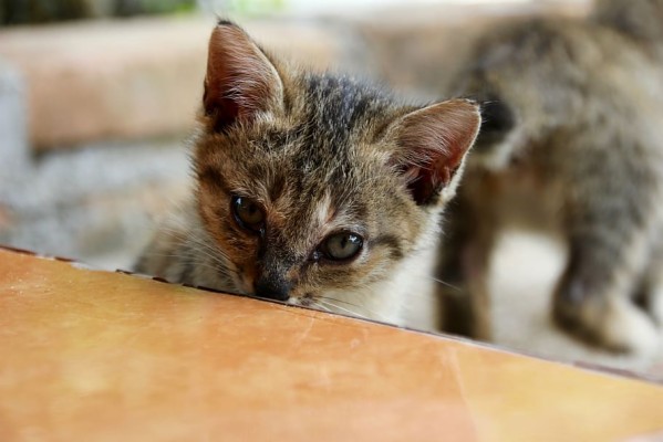 23 Hintergrundbilder Süße Baby Katzen | Globetrotspot