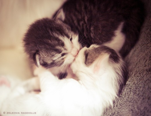 Kitten, Cute, Kiss, Cats - Cat Giving Kiss - 1366x768 Wallpaper - teahub.io