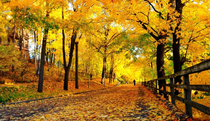 Autumn Wallpaper Widescreen - Fall Trees - 2560x1600 Wallpaper - teahub.io