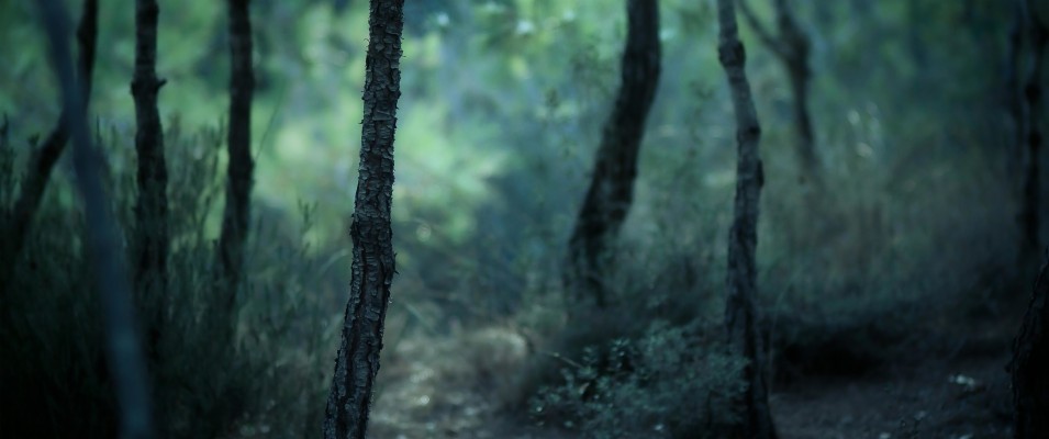 Blur Forest Wallpaper Hd - 1920x1200 Wallpaper - teahub.io