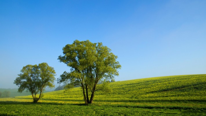 Spring Landscape Nature - Arboles De La Naturaleza - 1920x1080 ...