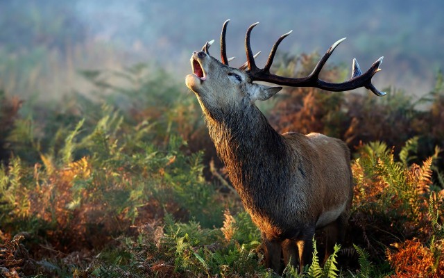 White Tailed Deer Costa Rica National Animal Full Desktop - Hd