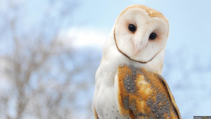 Cute Owl For Ipad Wallpaper 1080p - Cute Owl Backgrounds - 736x1308 Wallpaper Cute Owl For Ipad Wallpaper 1080p - Cute Owl Backgrounds - 736x1308 Wallpaper